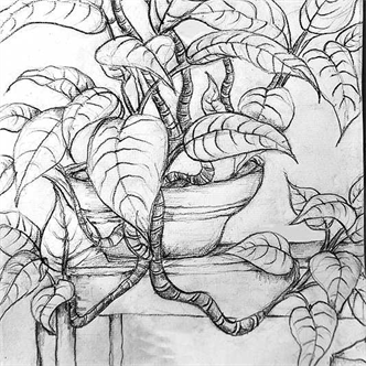 4991. Drawing: Potted Plant Portraiture