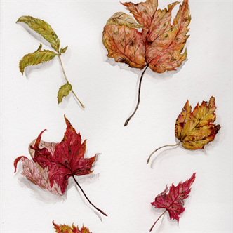 41064. Autumn Nature Study: Intro to Watercolor