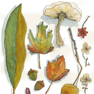 Watercolor Mushrooms and Plant Botanicals | Ages 6-8
