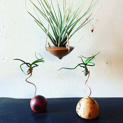 Class Image Beginner Turning: Air Plant Stands