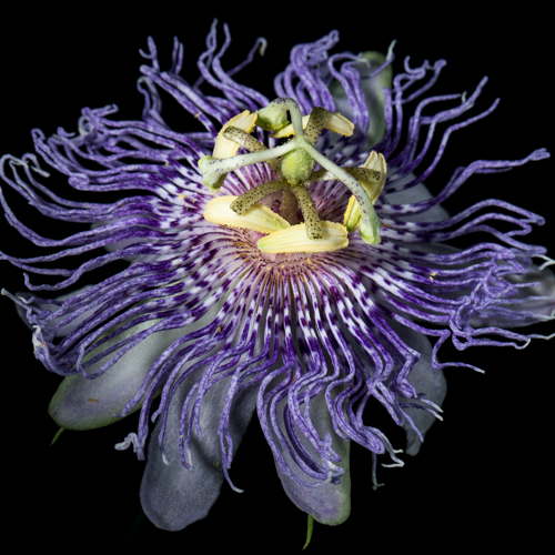 Class Image *NEW* Intro to Flower Photography