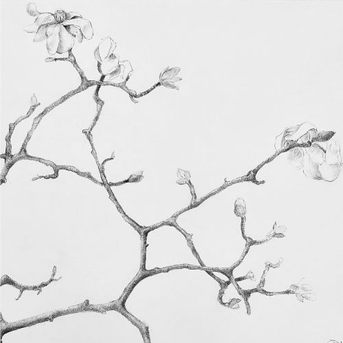 Class Image Botanical Drawing in Pen and Ink