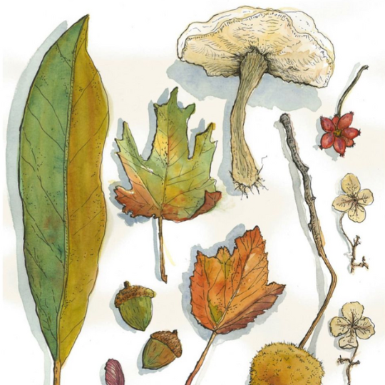 Class Image Watercolor Mushrooms and Plant Botanicals | Ages 6-8