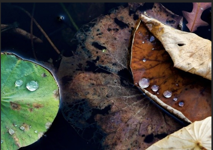 Class Image Introduction to Contemplative Photography: Finding Beauty, Finding Your True Self