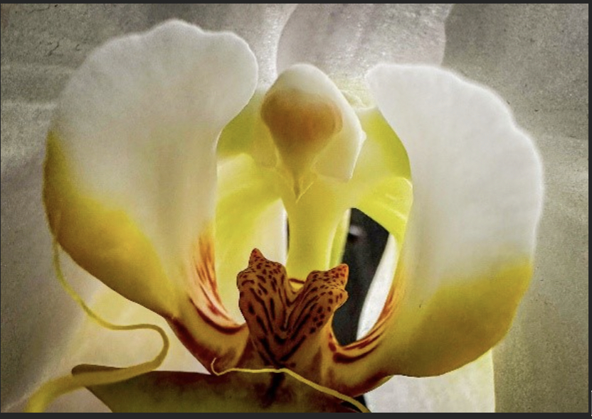 Class Image Ordinary Magic: Introduction to Macro Photography