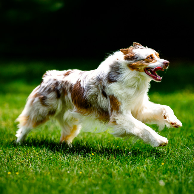 Class Image Pet Action Photography Workshop. Capturing Motion and Personality