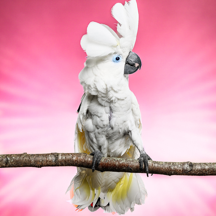Class Image *NEW* SBC: Colorful Pet Photography